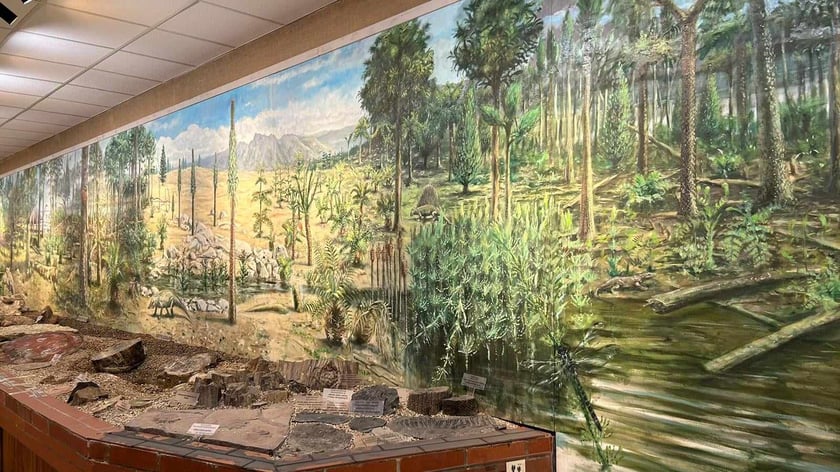 Eksponaty z niedzielnego Pikniku Paleontologicznego we Wrocławiu