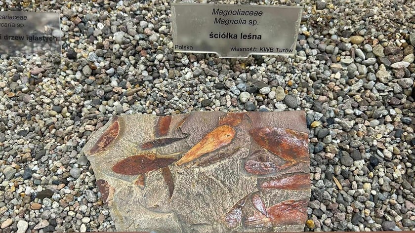 Eksponaty z niedzielnego Pikniku Paleontologicznego we Wrocławiu