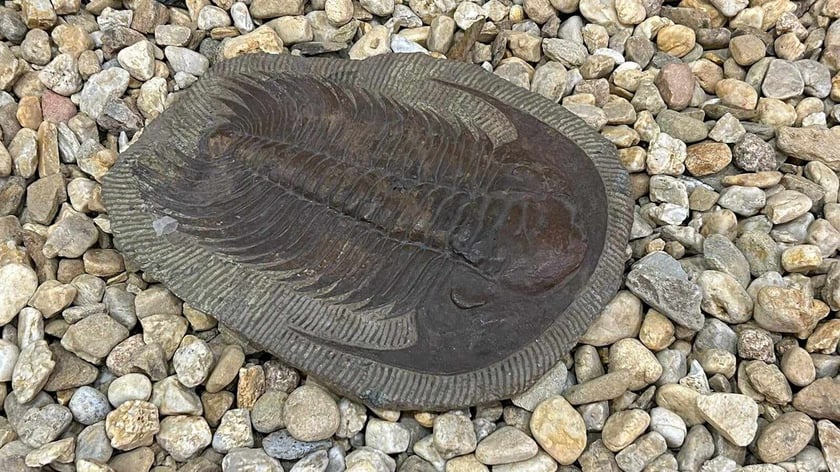 Eksponaty z niedzielnego Pikniku Paleontologicznego we Wrocławiu