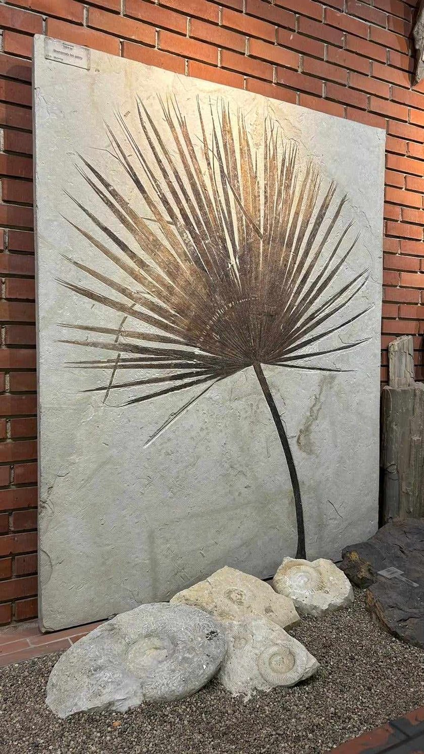 Eksponaty z niedzielnego Pikniku Paleontologicznego we Wrocławiu