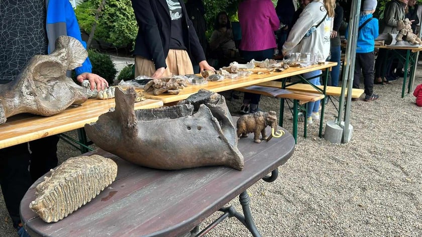 Piknik Paleontologiczny we wrocławskim Ogrodzie Botanicznym