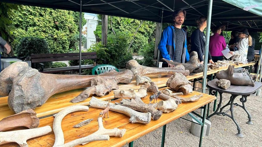 Piknik Paleontologiczny we wrocławskim Ogrodzie Botanicznym