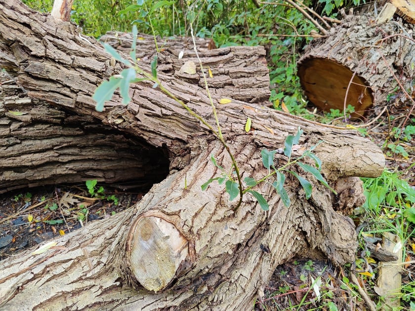 Park kieszonkowy przy ul. Kunickiego na Muchoborze Wielkim