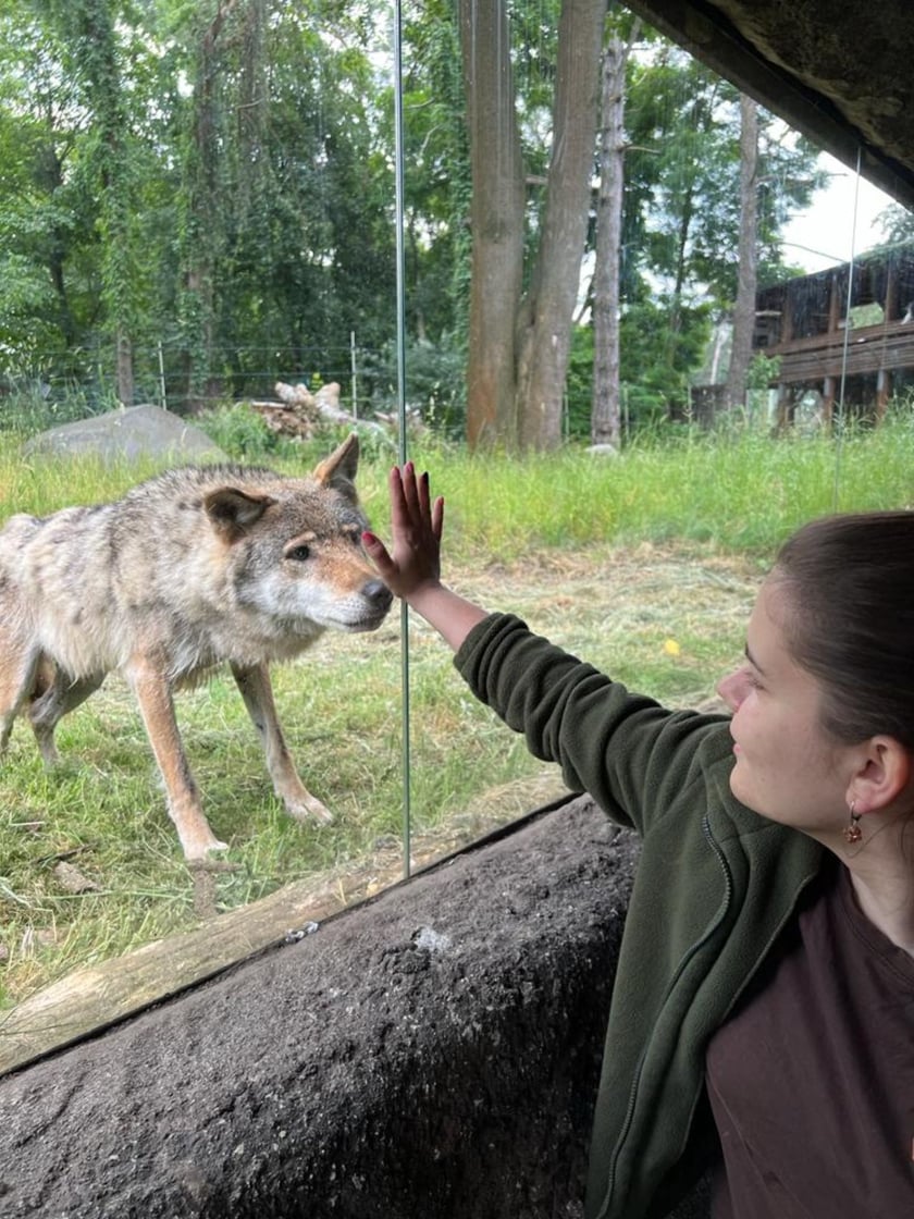 Opiekun zwierząt z zoo Wrocław. Adrianna Pleban z Wydziału Ssaków Drapieżnych