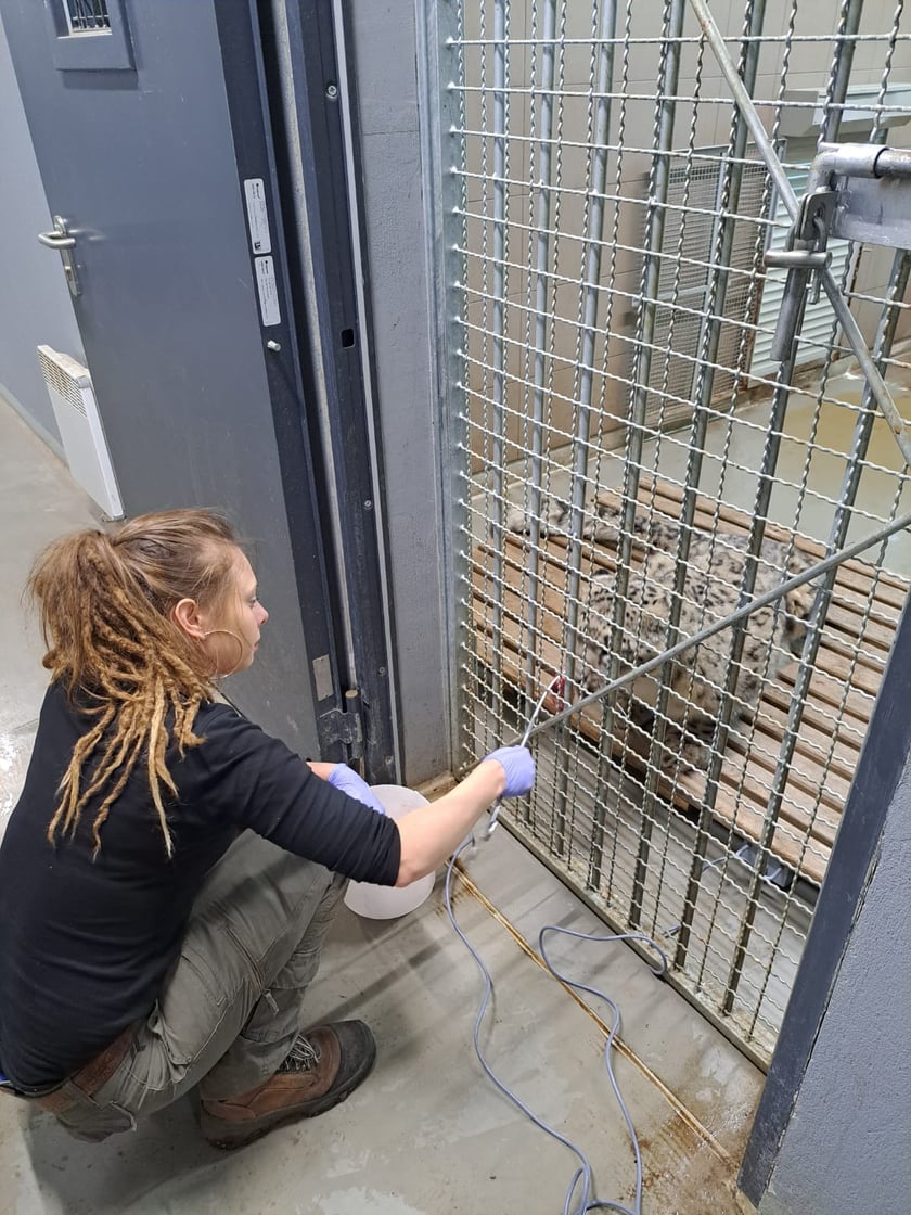 Opiekun zwierząt z zoo Wrocław. Anna Zajdel, Wydział Ssaków Drapieżnych