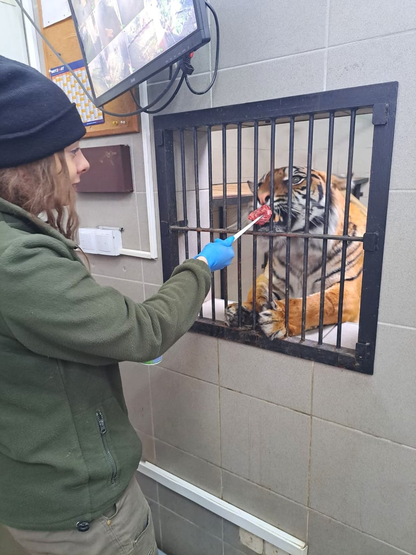 Opiekun zwierząt z zoo Wrocław.  Anna Zajdel, Wydział Ssaków Drapieżnych