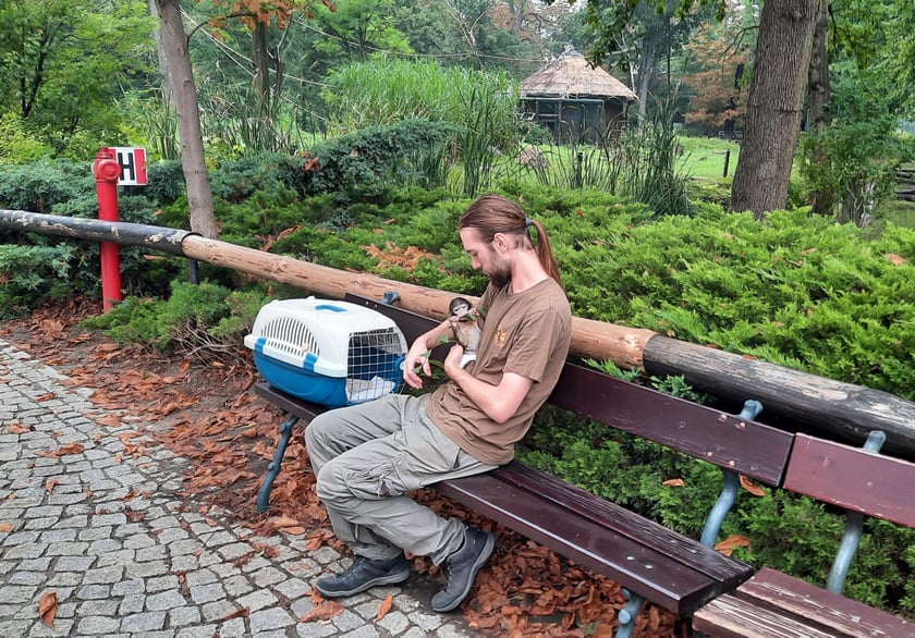 Opiekun zwierząt z zoo Wrocław. Bartłomiej Siemież, Wydział Ssaków Naczelnych