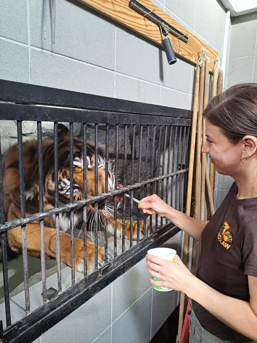 Opiekun zwierząt z zoo Wrocław. Beata Niewęgłowska, Wydział Ssaków Drapieżnych