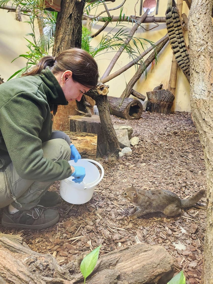 Opiekun zwierząt z zoo Wrocław. Beata Niewęgłowska, Wydział Ssaków Drapieżnych