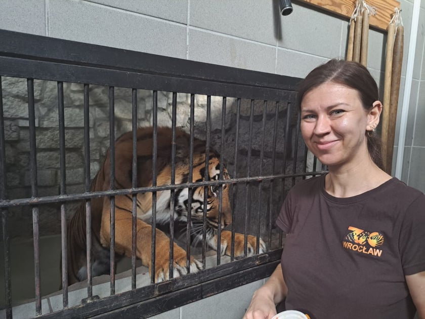 Opiekun zwierząt z zoo Wrocław. Beata Niewęgłowska, Wydział Ssaków Drapieżnych