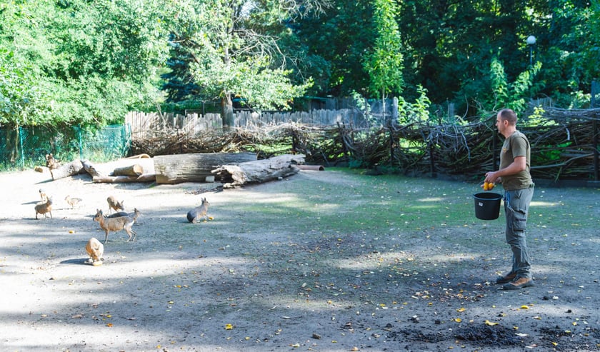 Opiekun zwierząt z zoo Wrocław. Łukasz Karolik, Wydział Zwierząt Kopytnych