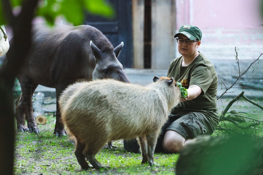 Opiekun zwierząt z zoo Wrocław. Patrycja Dombek, Wydział Zwierząt Kopytnych