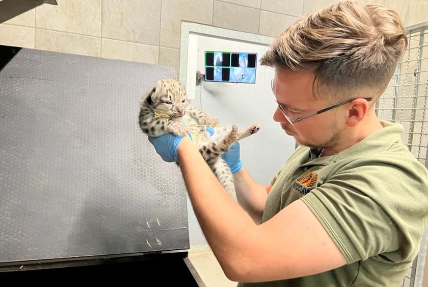 Opiekun zwierząt z zoo Wrocław. Paweł Sroka, Wydział Ssaków Drapieżnych