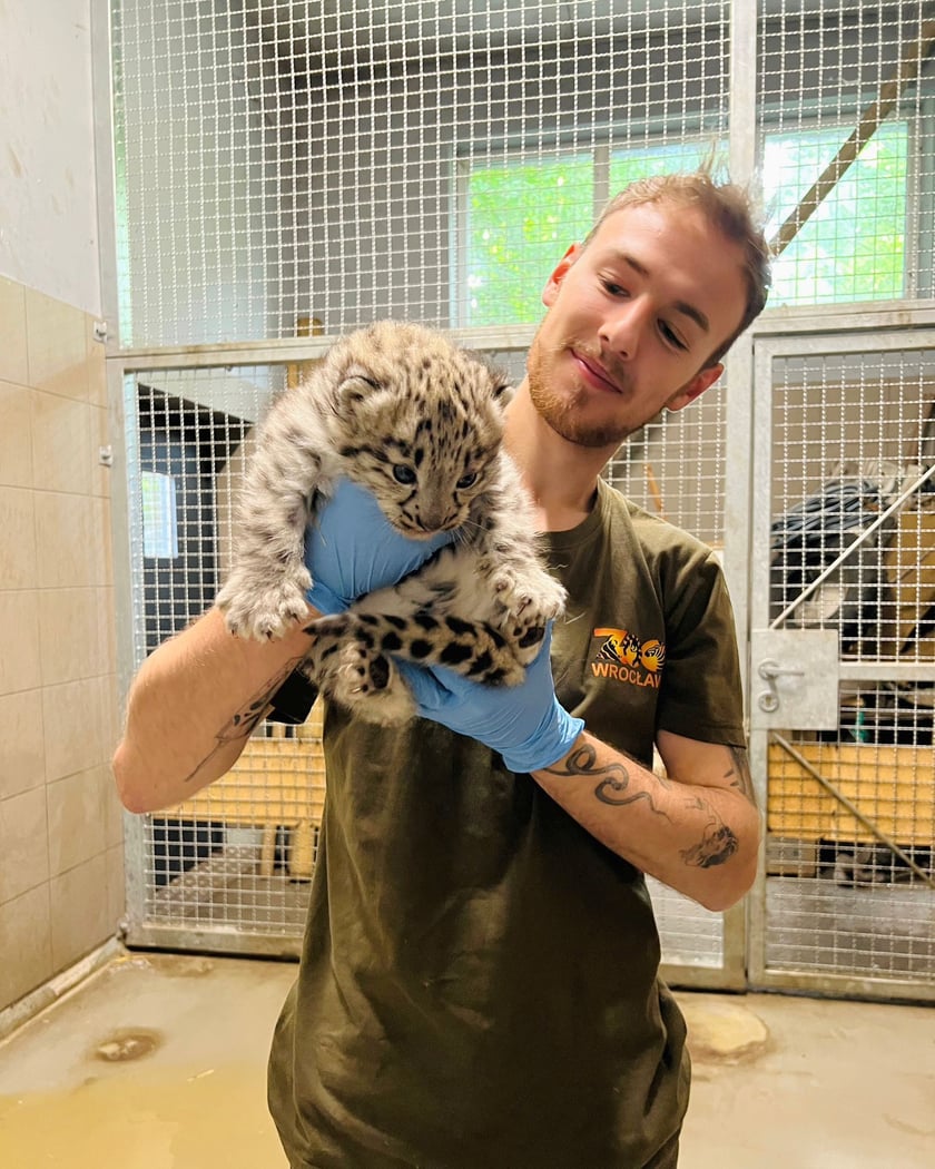 Opiekun zwierząt z zoo Wrocław. Piotr Harapin, Wydział Ssaków Drapieżnych