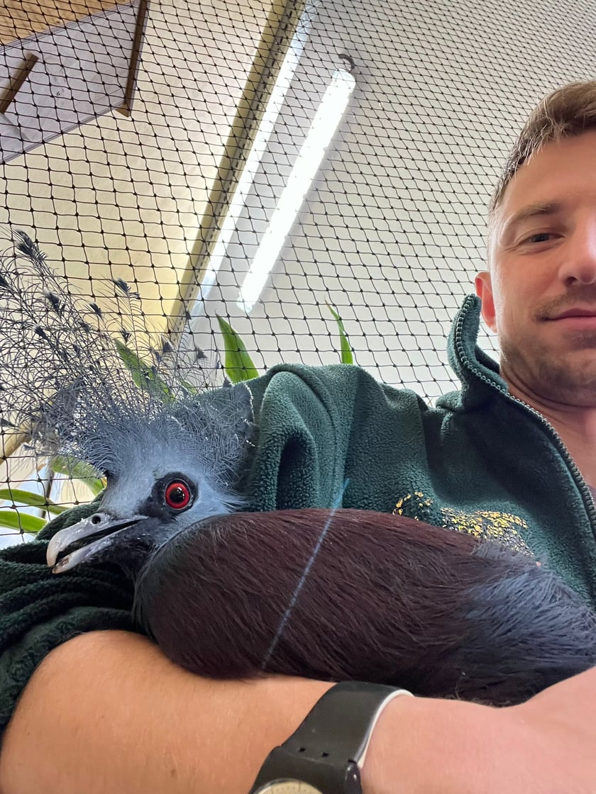 Opiekun zwierząt z zoo Wrocław. Robert Strasenburg, Wydział Ptaków