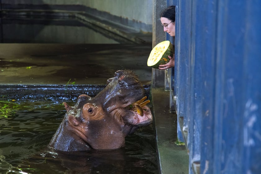 Opiekun zwierząt z zoo Wrocław. Sylwia Arszyńska, Wydział Zwierząt Kopytnych