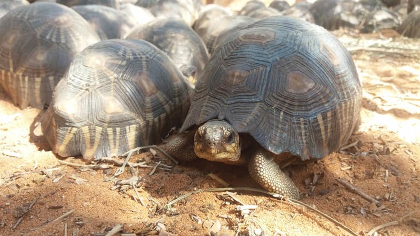 Wild Run to bieg charytatywny. Zebrane dzięki niemu pieniądze zostaną przeznaczone na pomoc zagrożonym zwierzętom w Afryce.