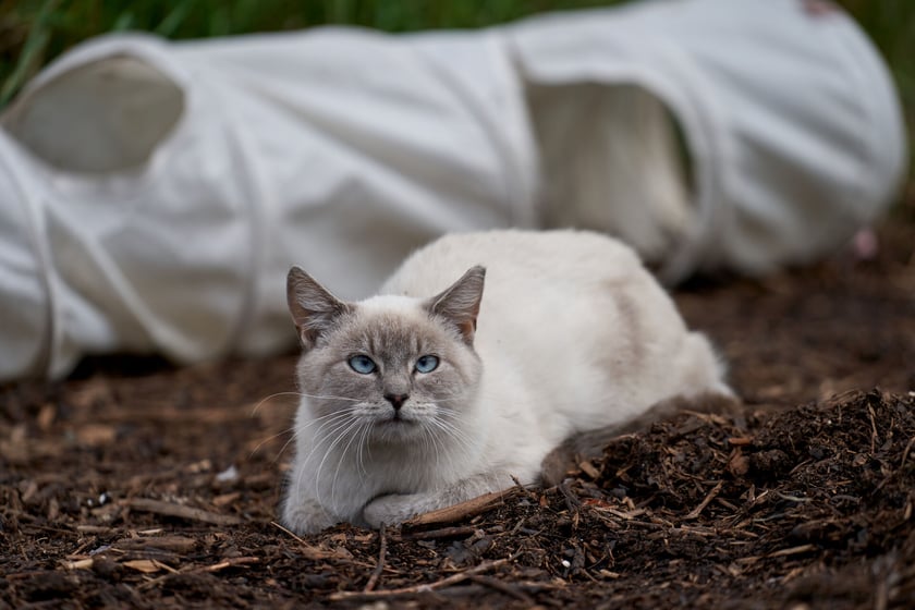 Młoda, bo około roczna śliczna kotka. Jest bardzo nieufna, stroni od kontaktu z ludźmi. Możliwe, że uda się ją oswoić, ale wymaga to dużej ilości czasu i cierpliwości w nowym domu.