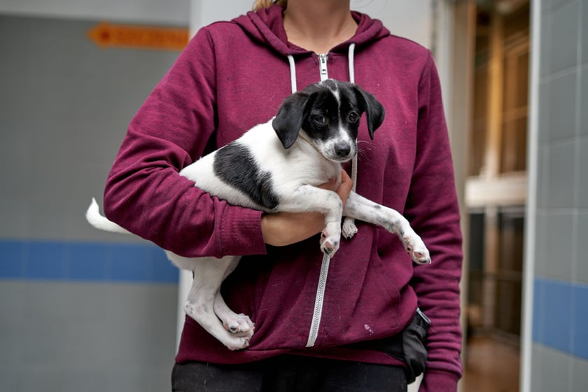 2-miesięczne siostry, kt&oacute;re trafiły do schroniska jako znalezione. To prześliczne kundelki. Jedna suczka będzie niższa, druga troszkę większa. Suczki są urocze i bardzo wesołe. Są aktywnymi pieskami, kt&oacute;re potrzebują wychowania. Odbywają kwarantannę do 09.10.2023 r., zapraszamy do złożenia ankiety przedadopcyjnej.