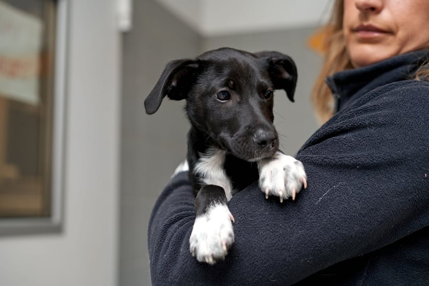 3-miesięczny szczeniak porzucony pod sklepem. Tymuś to uroczy kundelek, kt&oacute;ry docelowo będzie średniej wielkości pieskiem. Jest bardzo miły i uwielbia kontakt z ludźmi. Jak to maluszek potrzebuje wychowania i uwagi ze strony opiekuna. Odbywa kwarantannę do 15.10.2023 r., zapraszamy do złożenia ankiety przedadopcyjnej.