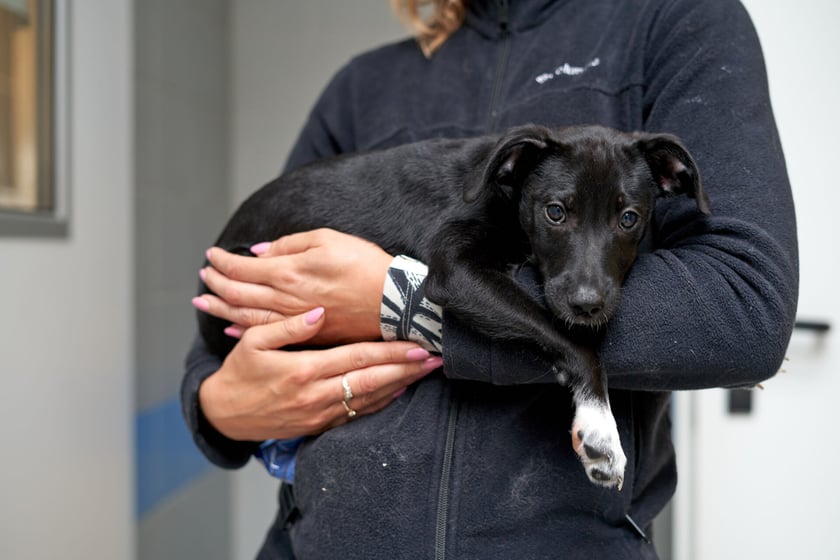 3-miesięczny szczeniak porzucony pod sklepem. Tymuś to uroczy kundelek, kt&oacute;ry docelowo będzie średniej wielkości pieskiem. Jest bardzo miły i uwielbia kontakt z ludźmi. Jak to maluszek potrzebuje wychowania i uwagi ze strony opiekuna. Odbywa kwarantannę do 15.10.2023 r., zapraszamy do złożenia ankiety przedadopcyjnej.