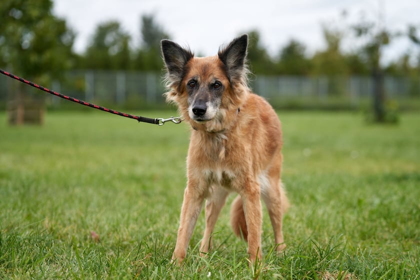 Daisy to 13-letnia suczka średniej wielkości. Do schroniska trafiła jako znaleziona. To urocza staruszka, nieco delikatna i wycofana. Nie jest agresywna w stosunku do ludzi i ps&oacute;w, jest niezwykle spokojna. Szuka wspaniałego domu na godną psią emeryturę.