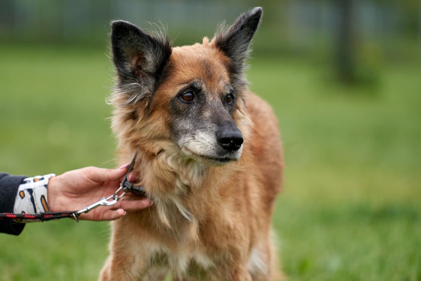 Daisy to 13-letnia suczka średniej wielkości. Do schroniska trafiła jako znaleziona. To urocza staruszka, nieco delikatna i wycofana. Nie jest agresywna w stosunku do ludzi i ps&oacute;w, jest niezwykle spokojna. Szuka wspaniałego domu na godną psią emeryturę.