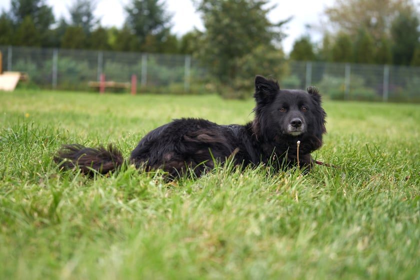 6-letnia Dora poleca się do adopcji. To suczka, kt&oacute;ra jest wspaniała dla os&oacute;b, kt&oacute;re pozna i polubi. Do obcych jest ostrożna i troszkę nieufna. Uwielbia spacery, zna podstawowe komendy. Wsp&oacute;łpracuje z człowiekiem i czerpie przyjemność z kontaktu z nim.