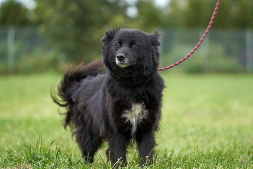 6-letnia Dora poleca się do adopcji. To suczka, kt&oacute;ra jest wspaniała dla os&oacute;b, kt&oacute;re pozna i polubi. Do obcych jest ostrożna i troszkę nieufna. Uwielbia spacery, zna podstawowe komendy. Wsp&oacute;łpracuje z człowiekiem i czerpie przyjemność z kontaktu z nim.