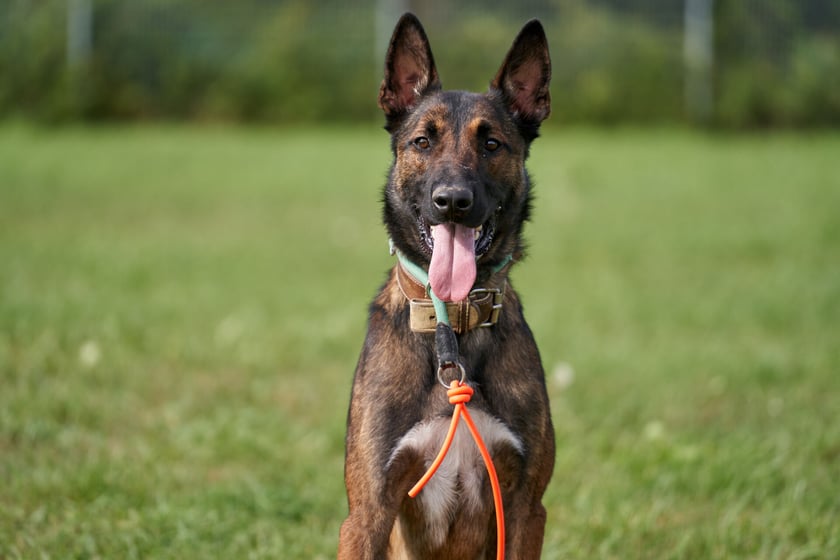 Haku to młody pies w typie "malinosa". Do schroniska oddał go właściciel. Haku jest bardzo miły, wylewny i błyskawicznie związuje się z nowym opiekunem. Uwielbia zajęcia u boku człowieka - potrafi się pięknie skupić i pracować. Pies ma wielki potencjał!