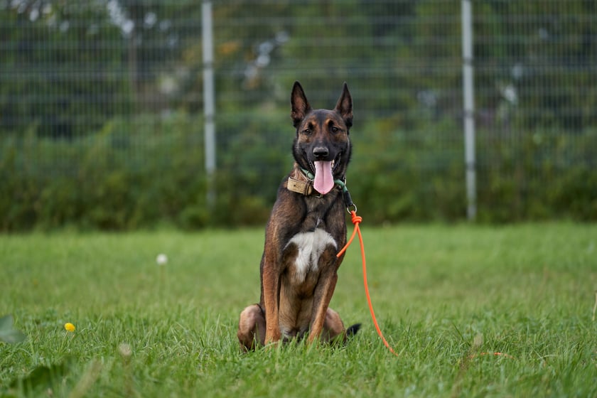 Haku to młody pies w typie "malinosa". Do schroniska oddał go właściciel. Haku jest bardzo miły, wylewny i błyskawicznie związuje się z nowym opiekunem. Uwielbia zajęcia u boku człowieka - potrafi się pięknie skupić i pracować. Pies ma wielki potencjał!