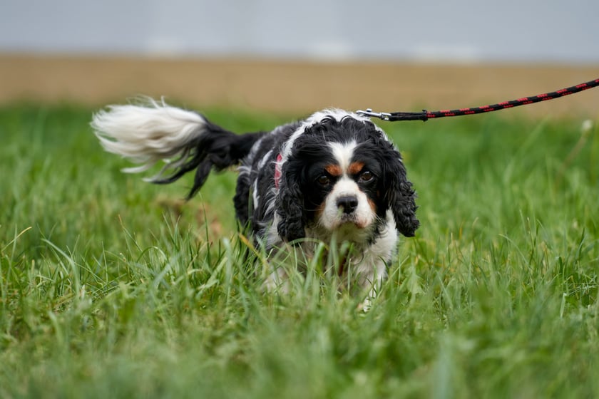 Jenny to ok. 8-letnia cavalierka, kt&oacute;ra do schroniska trafiła jako znaleziona. Suczka jest niezwykle urocza! Kocha ludzi i ciągle chce być przy opiekunie. Dogaduje się z innymi psami i kotami. Jenny ma chore serduszko i musi przyjmować leki na stałe.