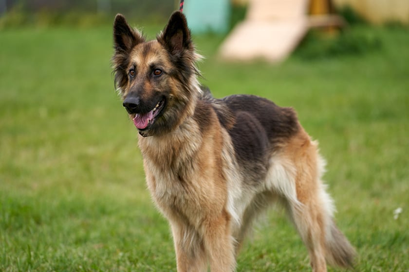 5-letnia piękna Salma poleca się do adopcji. Suczka jest bardzo chuda, ponieważ ma problemy zdrowotne - szwankuje jej trzustka :(. Do schroniska oddał ją właściciel. Salma jest kochana, bardzo kontaktowa i wpatrzona w opiekuna. Uwielbia spacery.