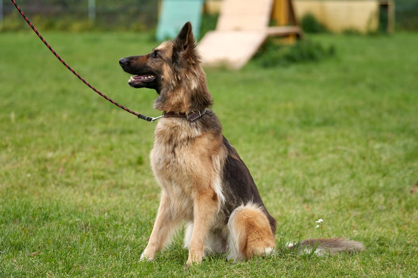 5-letnia piękna Salma poleca się do adopcji. Suczka jest bardzo chuda, ponieważ ma problemy zdrowotne - szwankuje jej trzustka :(. Do schroniska oddał ją właściciel. Salma jest kochana, bardzo kontaktowa i wpatrzona w opiekuna. Uwielbia spacery.