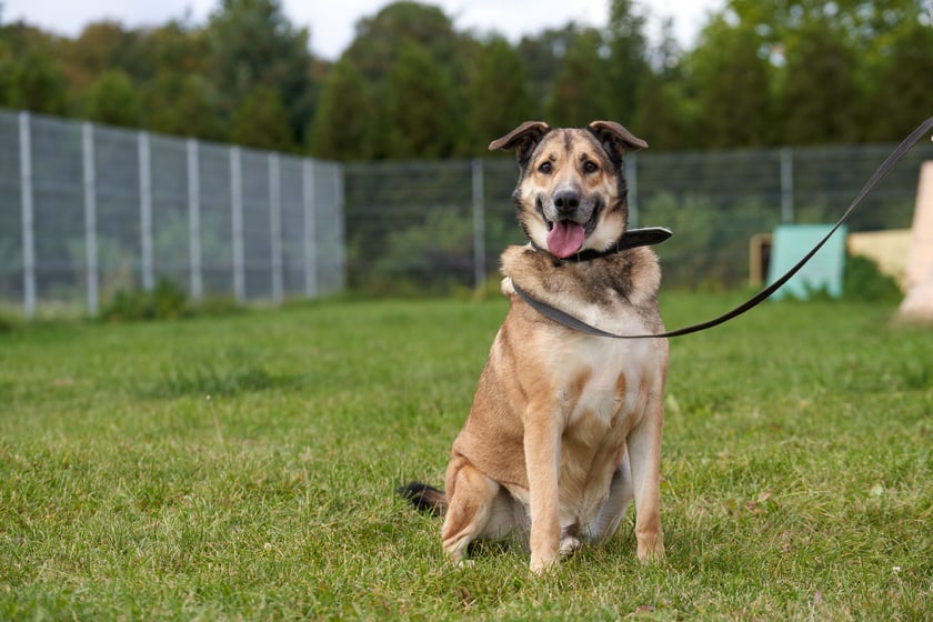 Szatan to starszy duży psiak, kt&oacute;ry do schroniska trafił do schroniska. To bardzo zr&oacute;wnoważony i spokojny pies. Ładnie chodzi na smyczy, nie ciągnie i nie wyrywa się. Dogaduje się z dużymi psami, ale nie przepada za tymi mniejszymi. Szatan lubi ludzi, nie wykazuje do nich agresji.