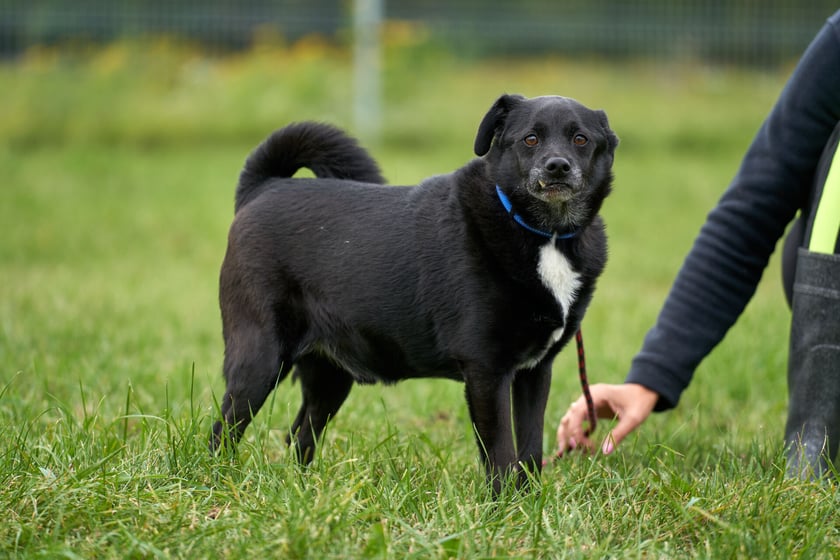 12-letni Zębuszek trafił do schroniska jako znaleziony. Jest przesympatycznym spokojnym psiakiem. Musi komuś zaufać i kogoś poznać, a potem staje się wylewny i domagający głaskania. Dobrze żyje z psimi kolegami z boksu.