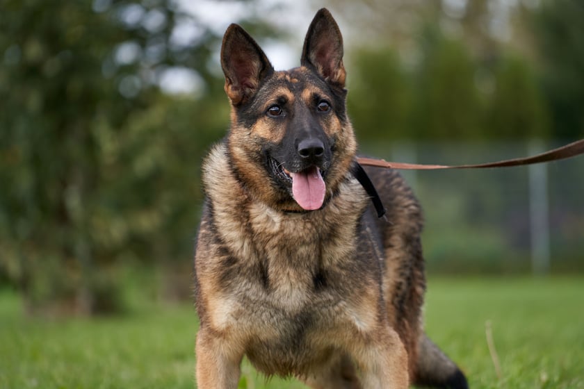 Ziomek to średnich rozmiar&oacute;w pies. Jest miły, ale miewa tendencję do podgryzania ludzi i wymaga kontynuacji nauki odpowiednich zachowań. Jest uważny i kontaktowy. Potrafi dogadać się z drugim psem. Ziomek nie wymaga długich spacer&oacute;w. Najlepiej, aby trafił do domu z dodatkową możliwością wyjścia na ogr&oacute;d.