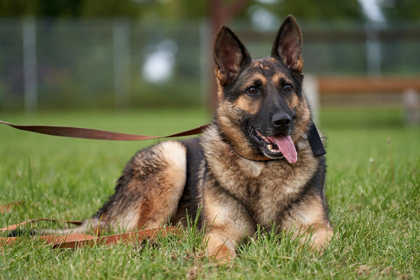 Ziomek to średnich rozmiar&oacute;w pies. Jest miły, ale miewa tendencję do podgryzania ludzi i wymaga kontynuacji nauki odpowiednich zachowań. Jest uważny i kontaktowy. Potrafi dogadać się z drugim psem. Ziomek nie wymaga długich spacer&oacute;w. Najlepiej, aby trafił do domu z dodatkową możliwością wyjścia na ogr&oacute;d.