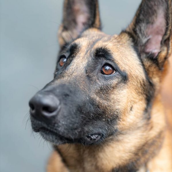 Hachi. Przebywa w EKOSTRAŻY we Wrocławiu. Kontakt: 501 639 535