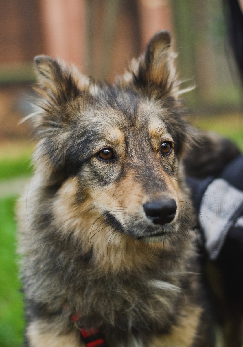 Sonic - piesek bez tylnej łapki (amputowana po wypadku). Podczas diagnostyki - konsultujemy go ortopedycznie. Przebywa w EKOSTRAŻY we Wrocławiu. Kontakt: 501 639 535