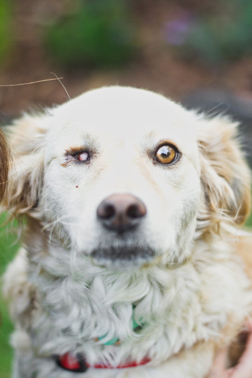 Zulia - z Ukrainy, uratowana przed otruciem. Urodziła się bez oka - przed nami jeszcze wizyta u okulisty. Przytulaśna, kocha ludzi. Nie nadaje się raczej do domu z innymi zwierzętami. Przebywa w EKOSTRAŻY we Wrocławiu. Kontakt: 501 639 535