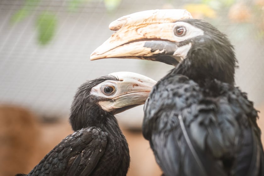 Dzioborożec palawański wykluł się w zoo w lipcu.