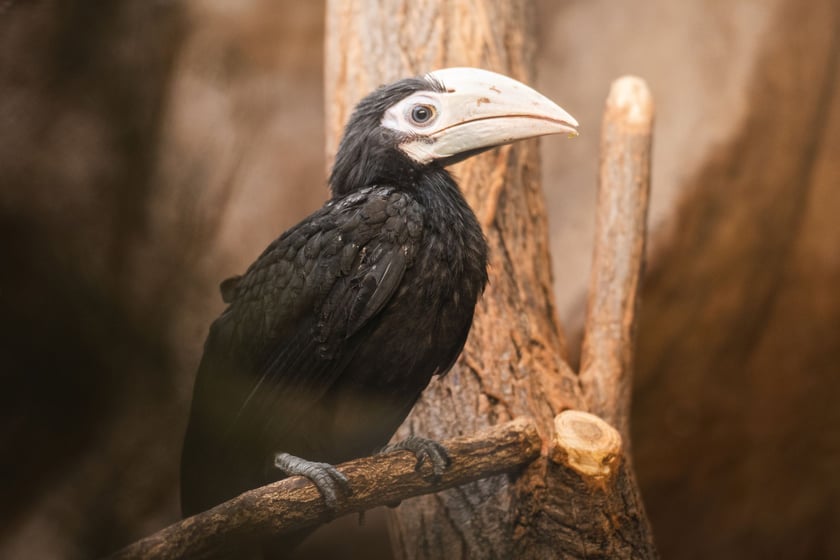 Maluchy z wrocławskiego zoo. Dzioborożec