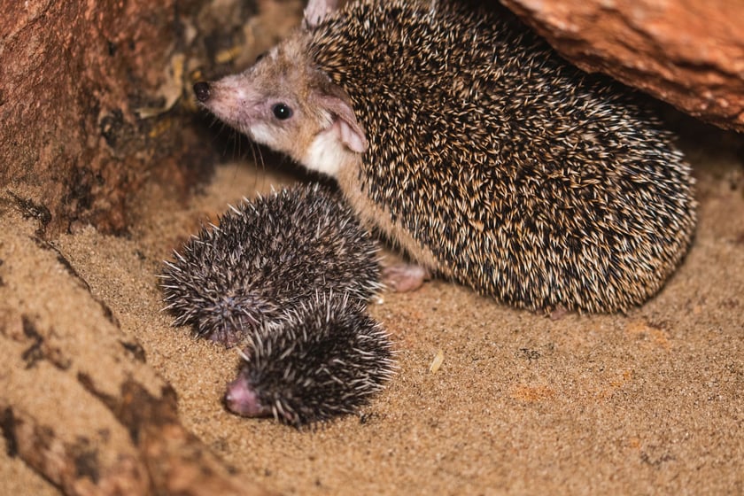 Maluchy z wrocławskiego zoo. Jeż uszaty&nbsp;