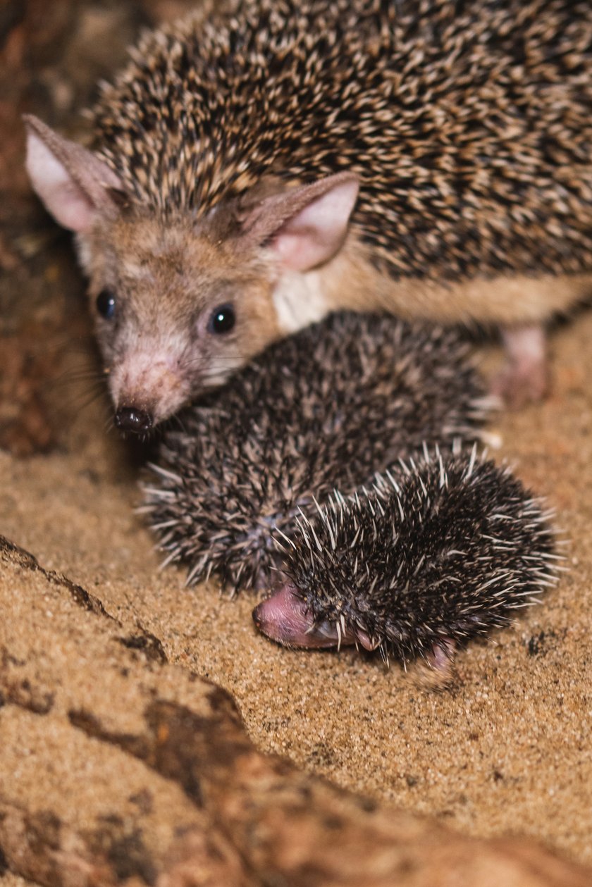 Maluchy z wrocławskiego zoo. Jeże uszate