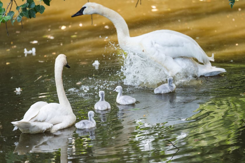 Maluchy z wrocławskiego zoo. Łabędzie