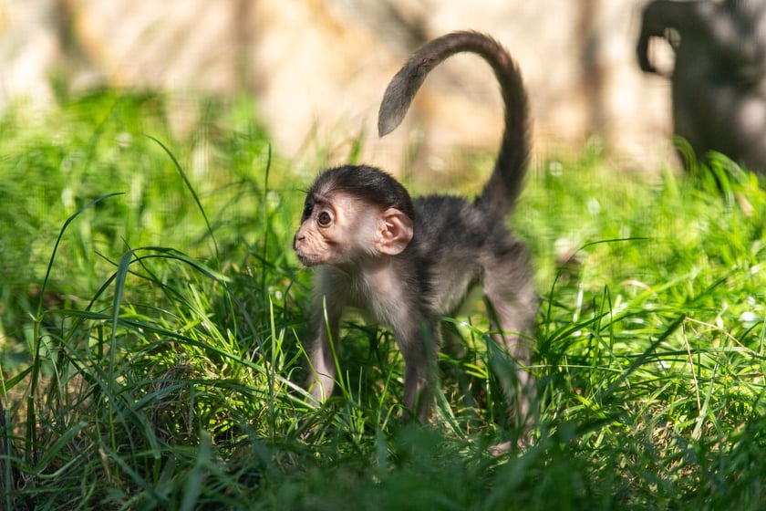Mangaba przyszła na świat w październiku 2023. Małpka ma przenikliwe spojrzenie i odstające uszy.&nbsp;
