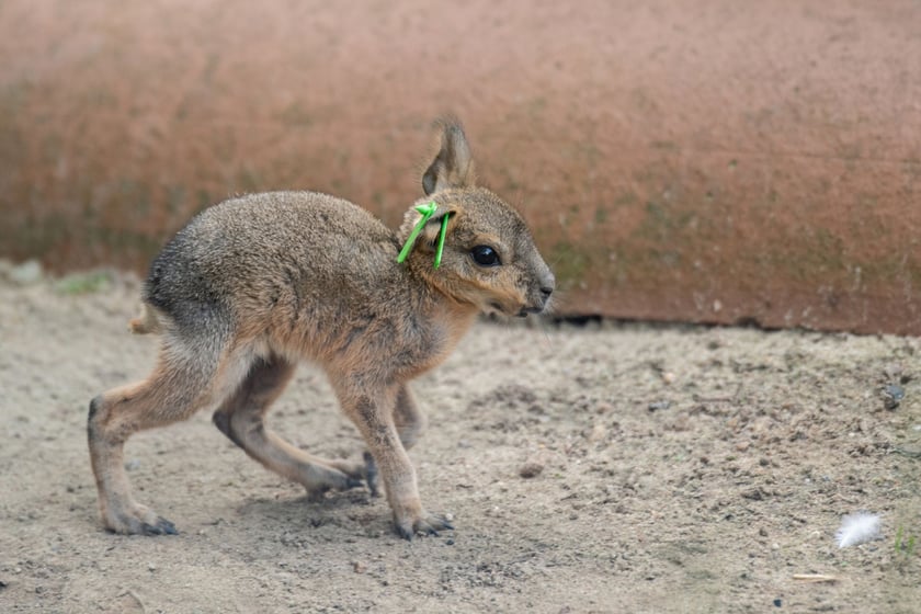 W tym roku we wrocławskim ogrodzie zoologicznym urodziły się już 4 mary pochodzące od r&oacute;żnych matek, wszystkie z nich to samice.&nbsp;
&nbsp;