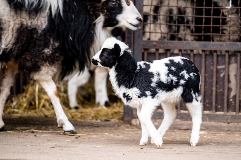 Maluchy z wrocławskiego zoo, owca św. Jakuba.&nbsp;Jagnięta można oglądać w Dziecińcu, jedynym miejscu w zoo, gdzie zwierzęta można głaskać i karmić &ndash; ale wyłącznie granulatem dla kopytnych, kt&oacute;ry można kupić na miejscu. 