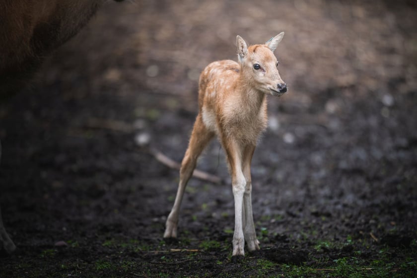 Maluchy z wrocławskiego zoo. Milu